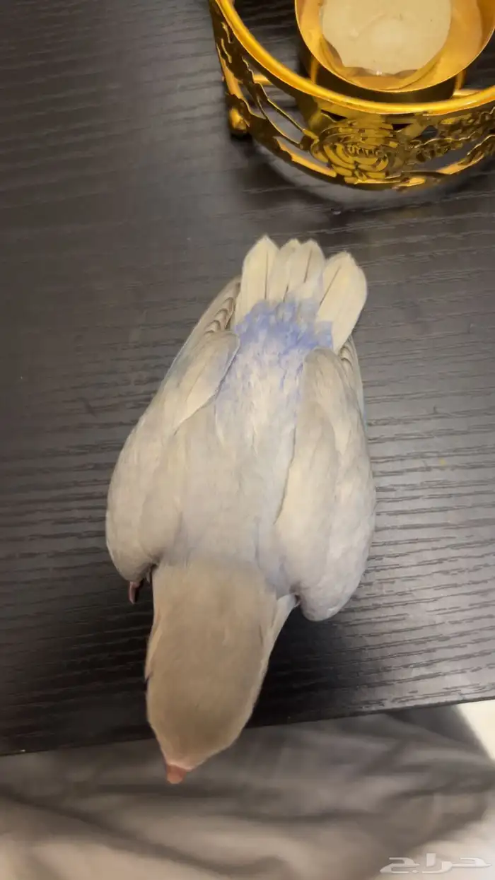 فرخ روز هدد نشبة 2