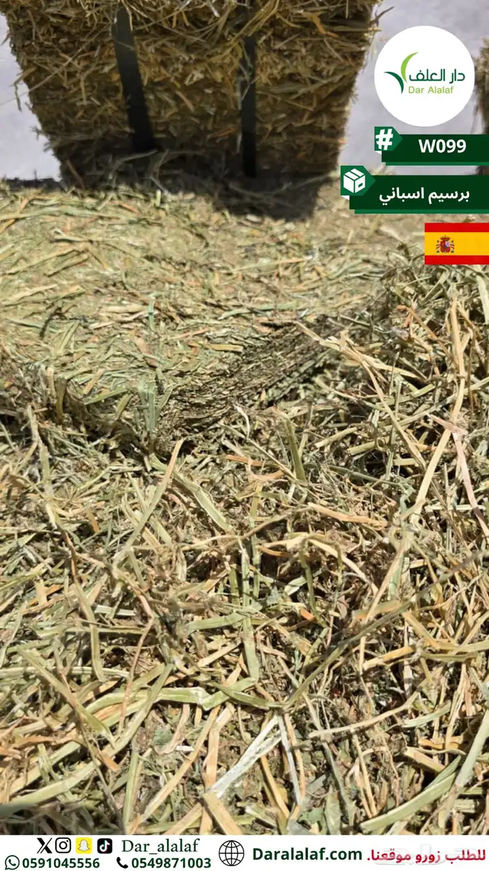 برسيم اسباني 1