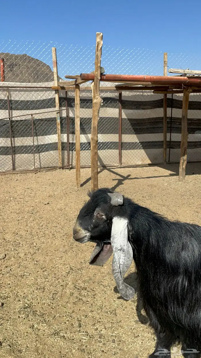 تيس عارضي فحل فاخر(تم البيع) 2