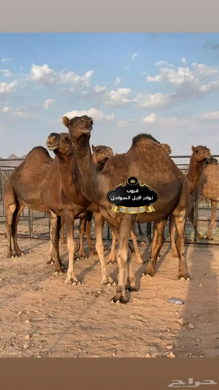 خلفات نياق جمال فحول سواحل كفو . 2