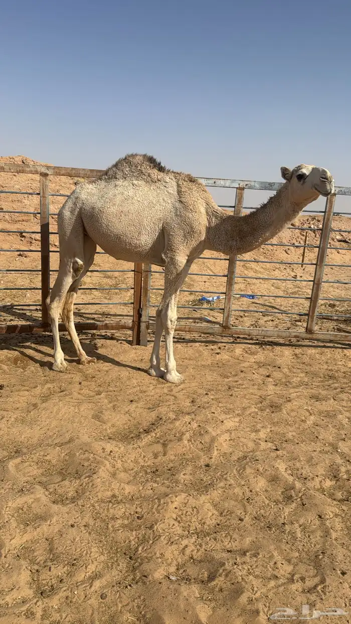 بكره حقه للبيع 1