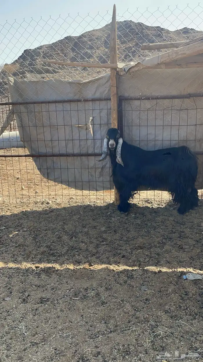 تيس عارضي فحل فاخر(تم البيع) 3