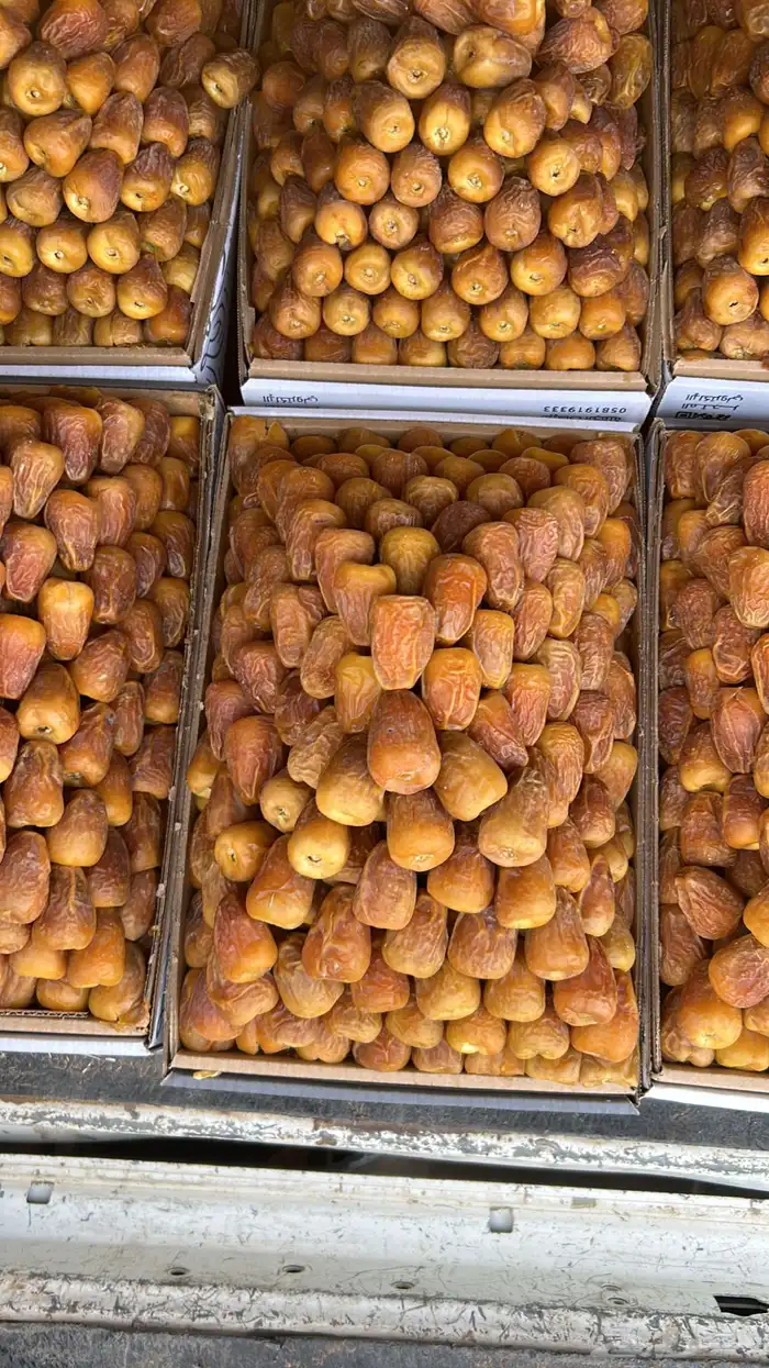 أفخر تمور القصيم ملكي 11