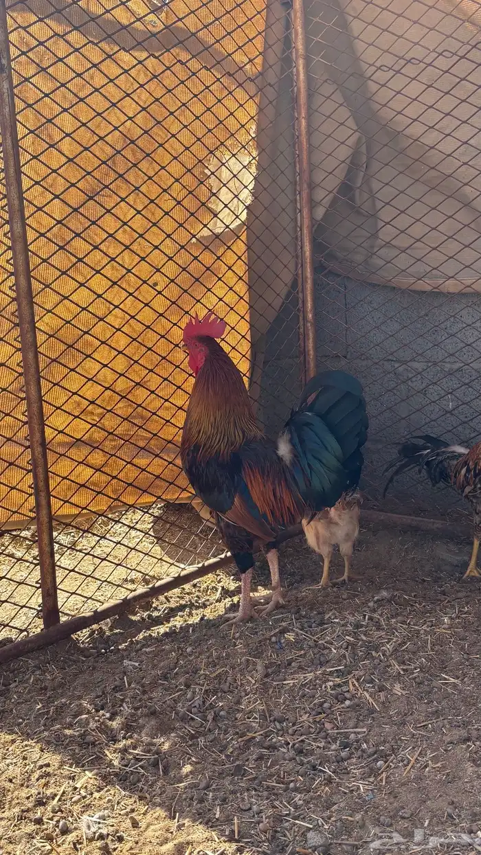 ديك للبيع ( تم البيع ) 0