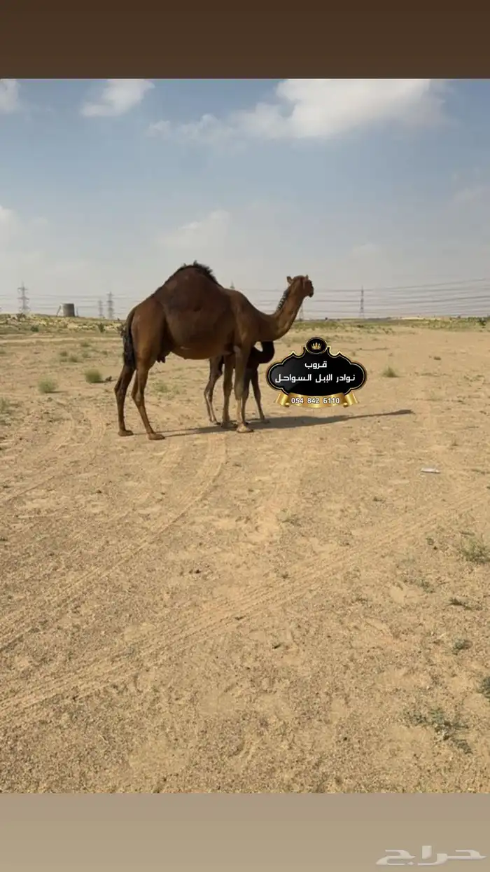 خلفات نياق جمال فحول سواحل كفو . 1