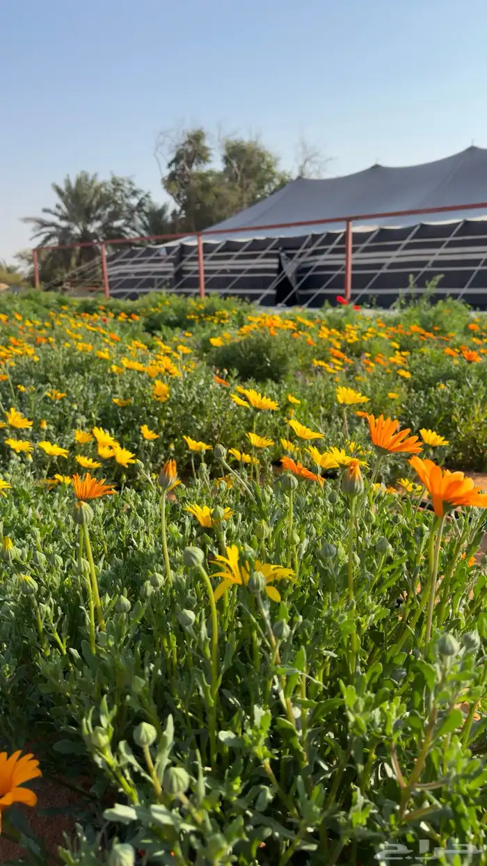 خيام صيوان عدد 2 اللون اسود مبطنة من الداخل 12 22 1