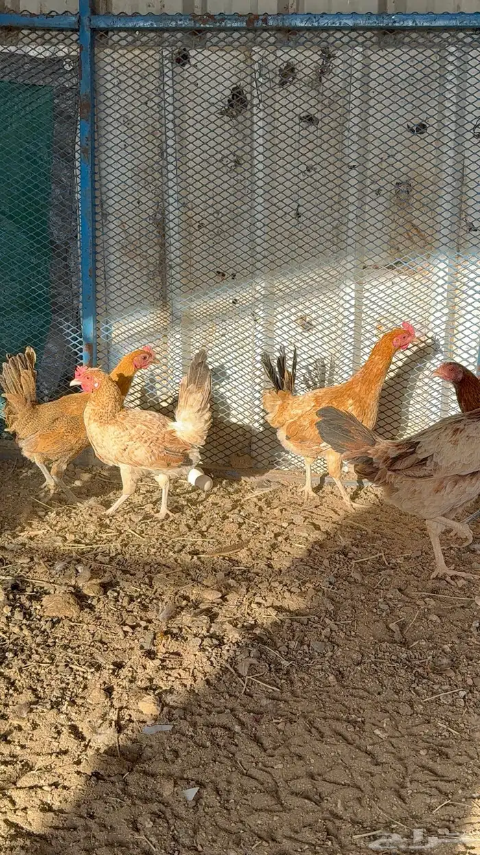 دجاج بياض 7