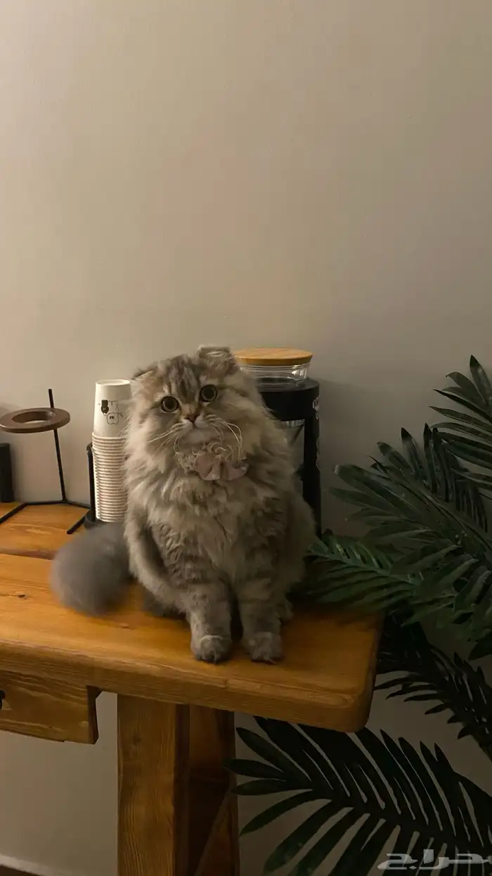 قطه أنثى طالبه تزواج 0