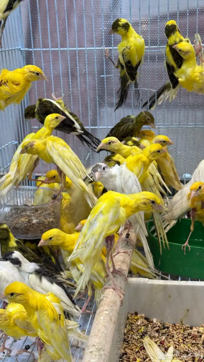 كناري كوبرا 0