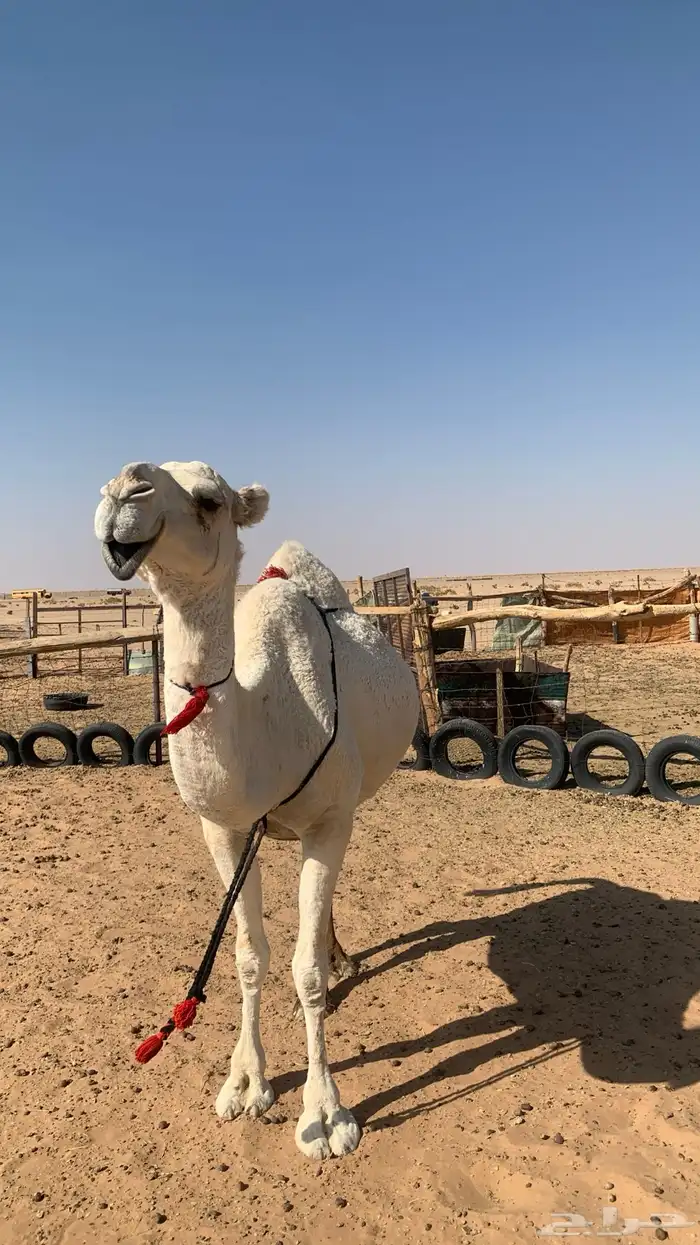 لقحه وضحا سنافيه 2