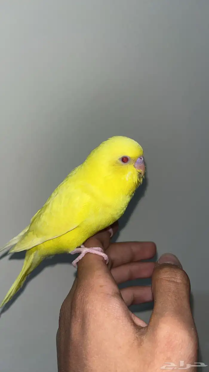 فرخ بادجي لاتينو ( تم البيع ) 0