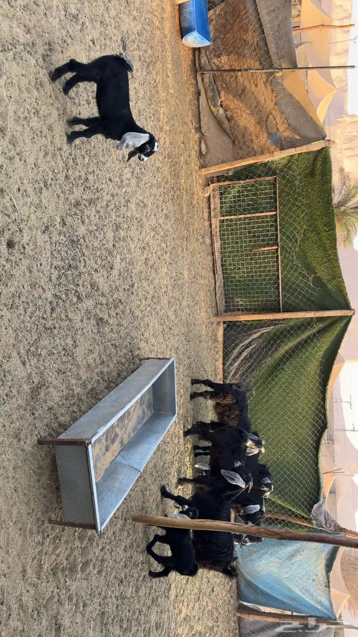 معزى متابيع 5