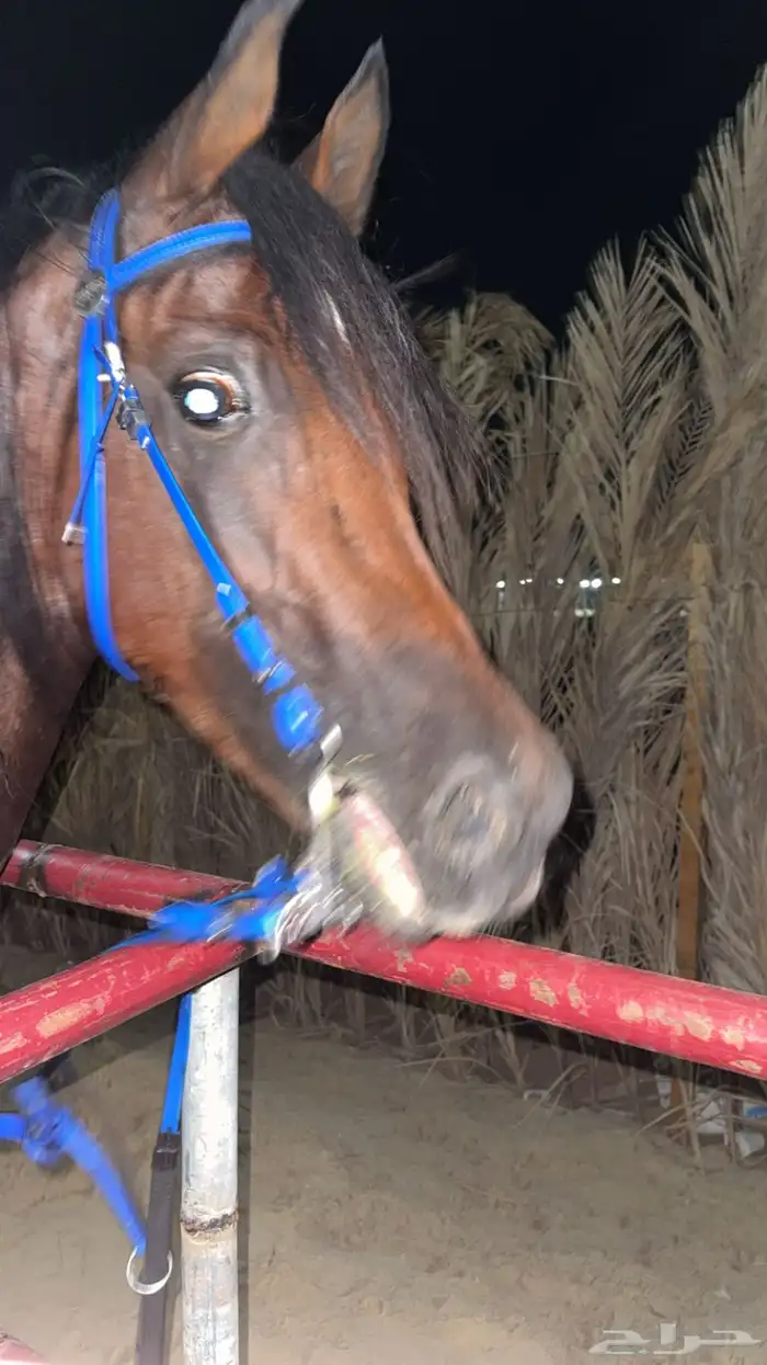 حصان شعبي خيل 0