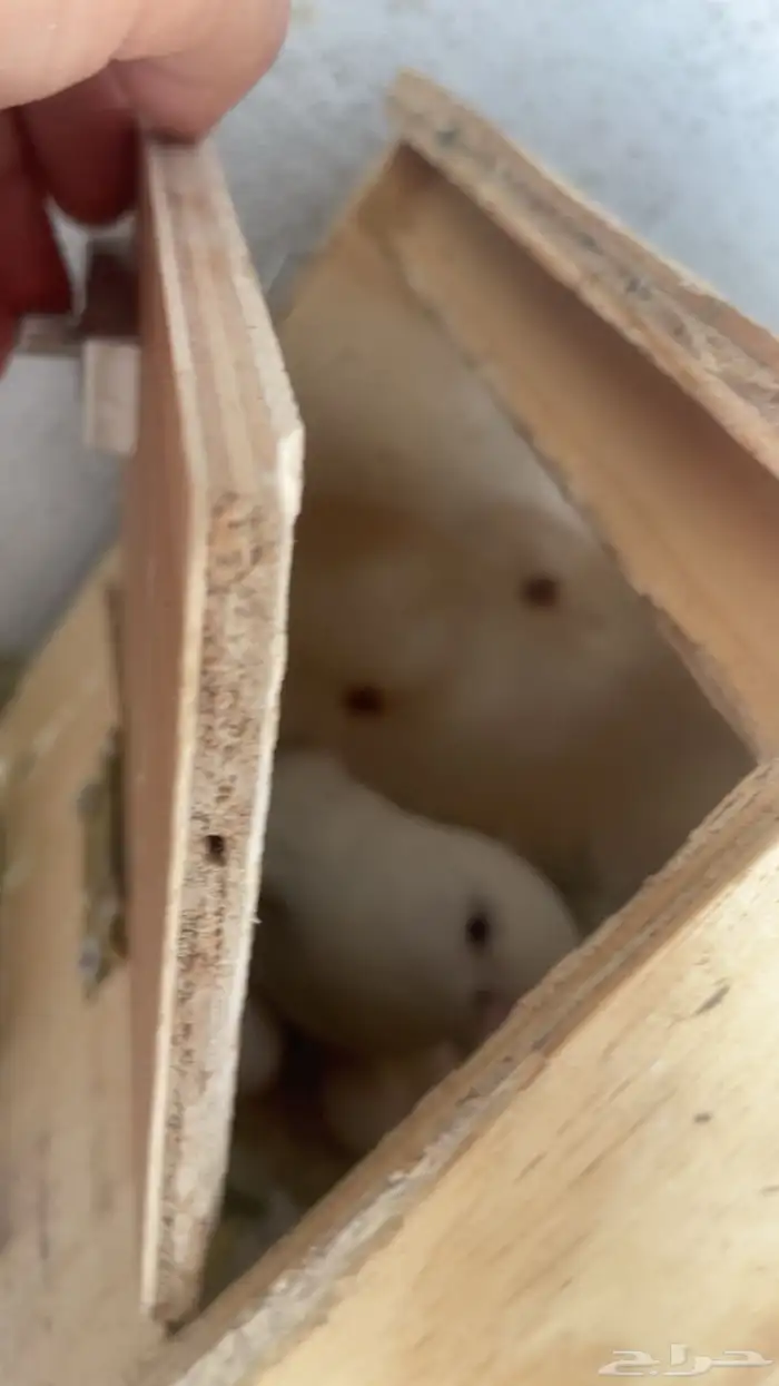 زوج روز منتج 3