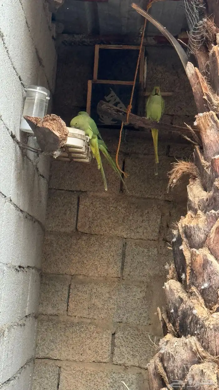ببغاء الدرة 1