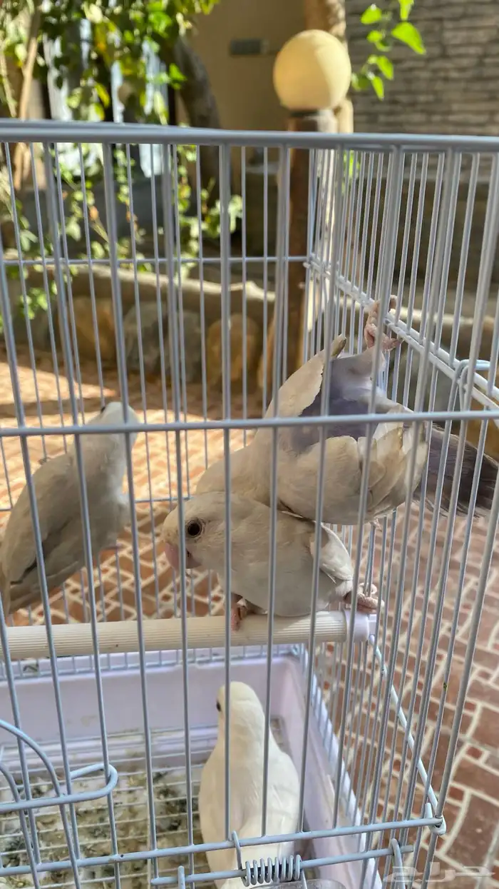 جوزين روز شرط منتجين 0