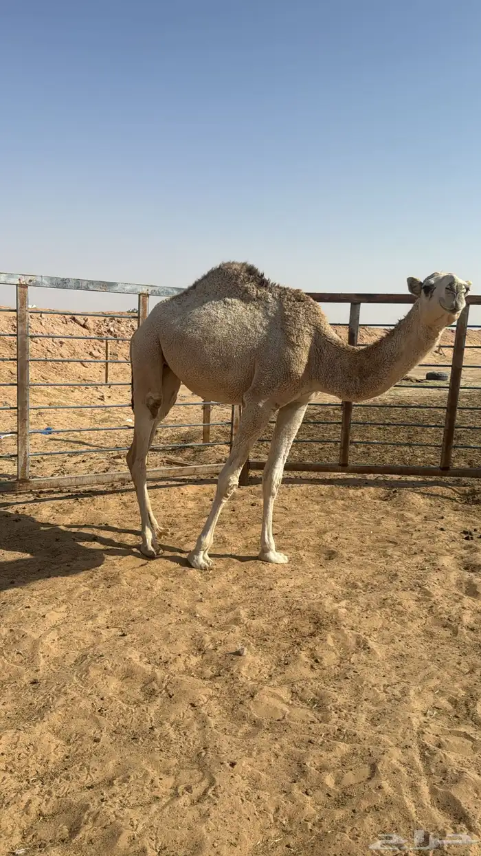 بكره حقه للبيع 2