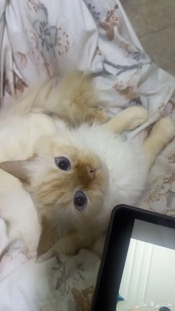 قطط 0