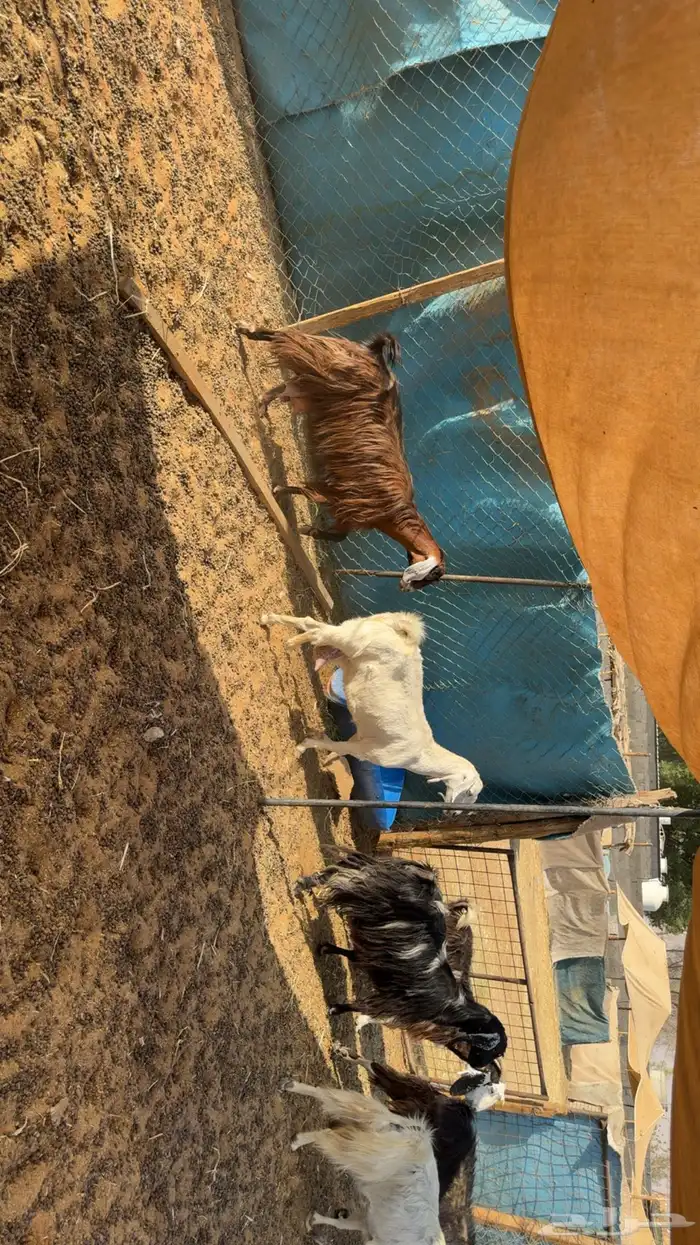 معزى حليب مشروط صبح ومساء 0