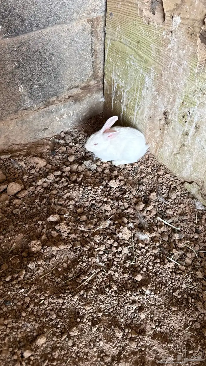 ارانب صغيره 1