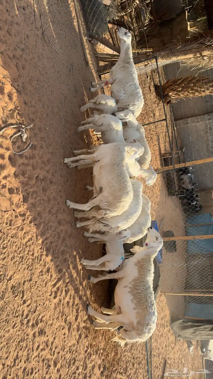 غنم حرش طيبه 3