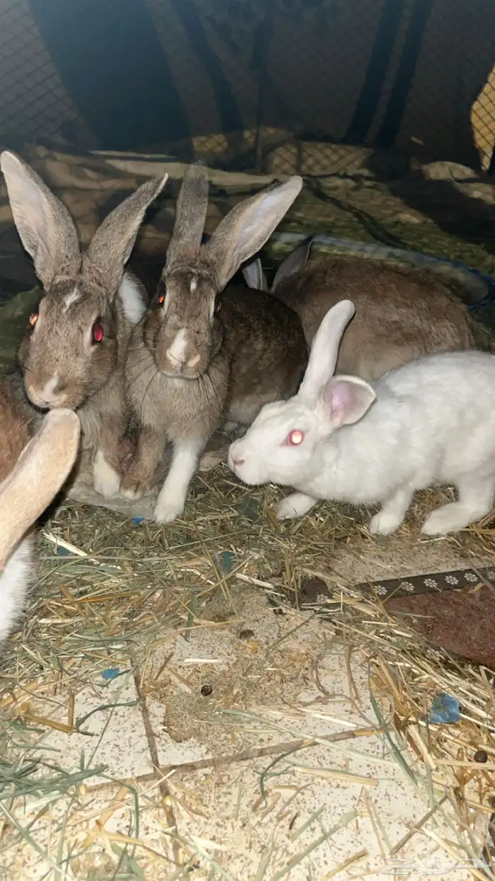 ارانب للبيع 0