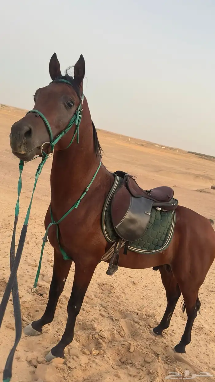 حصان واهو 1