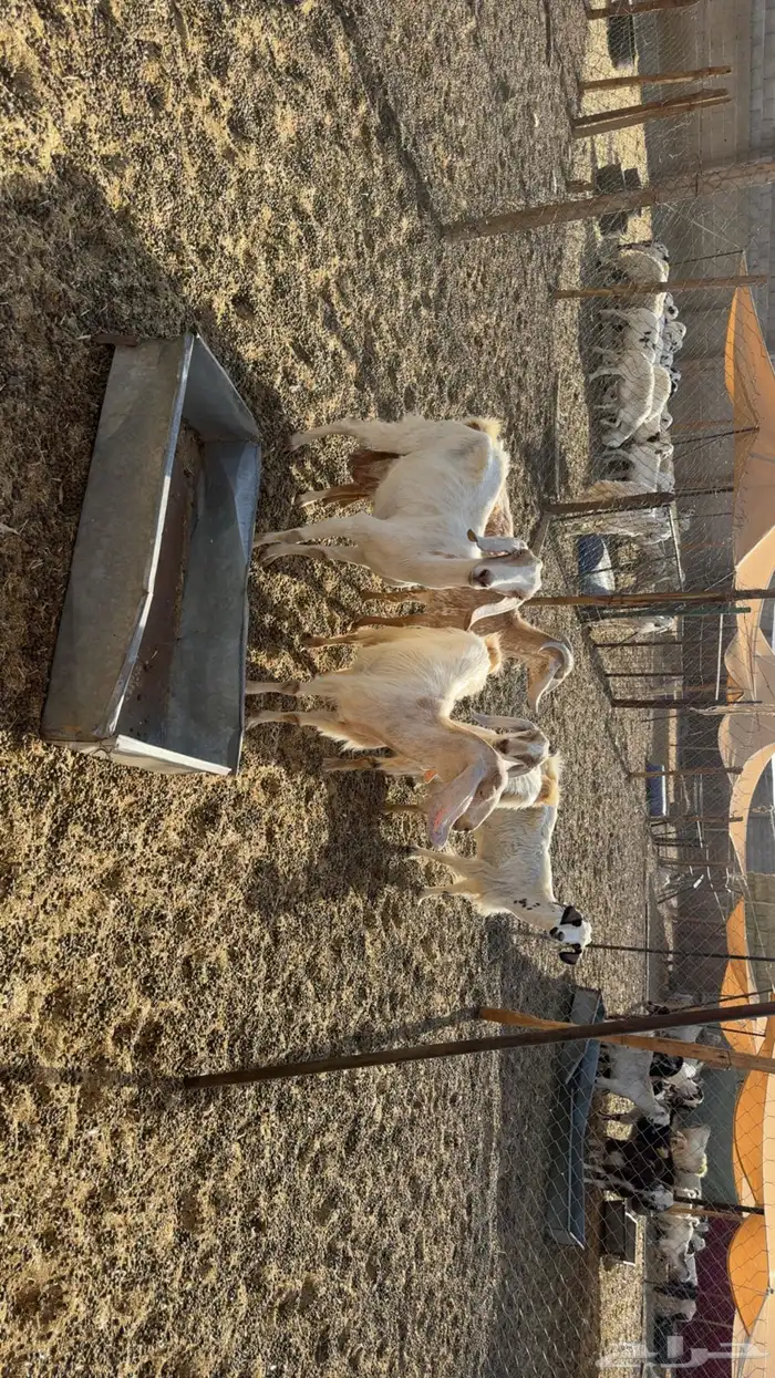 معزى حليب مشروط صبح ومساء 2