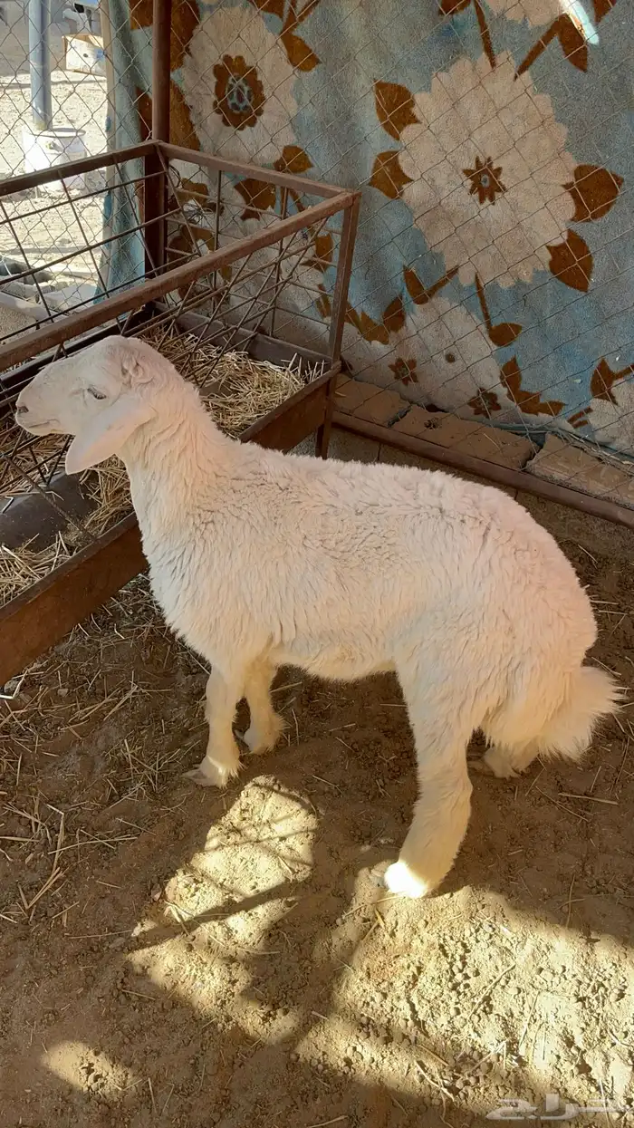 خروف للبيع 2