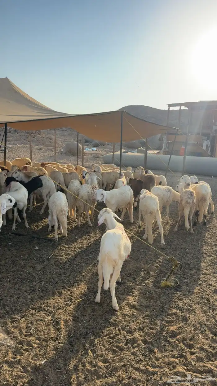 طليان سواكن رخيصة 0