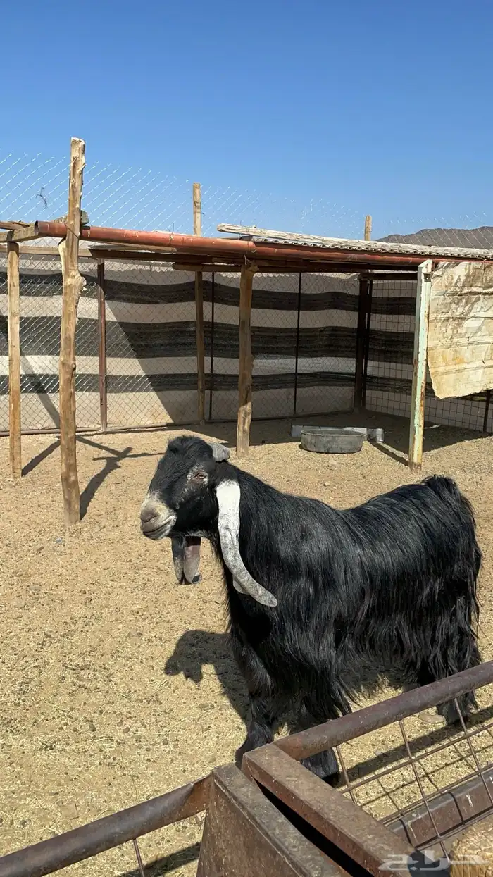 تيس عارضي فحل فاخر(تم البيع) 0