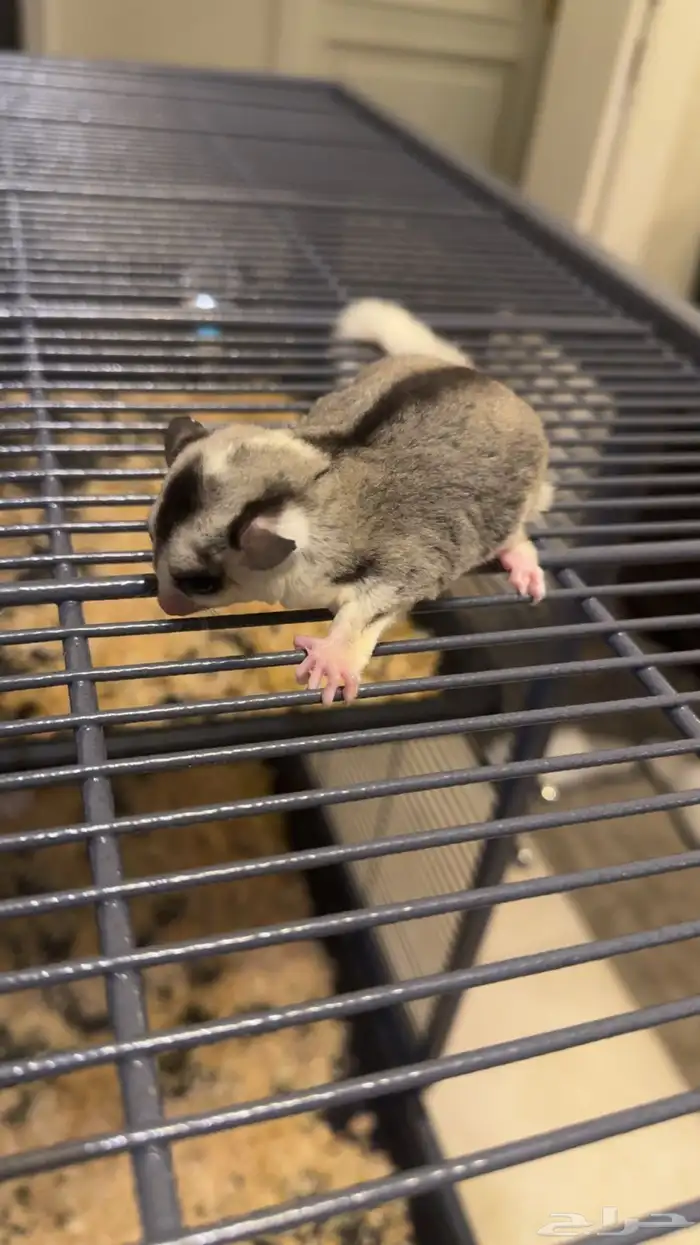 شوقر قلايدر موزاييك 0