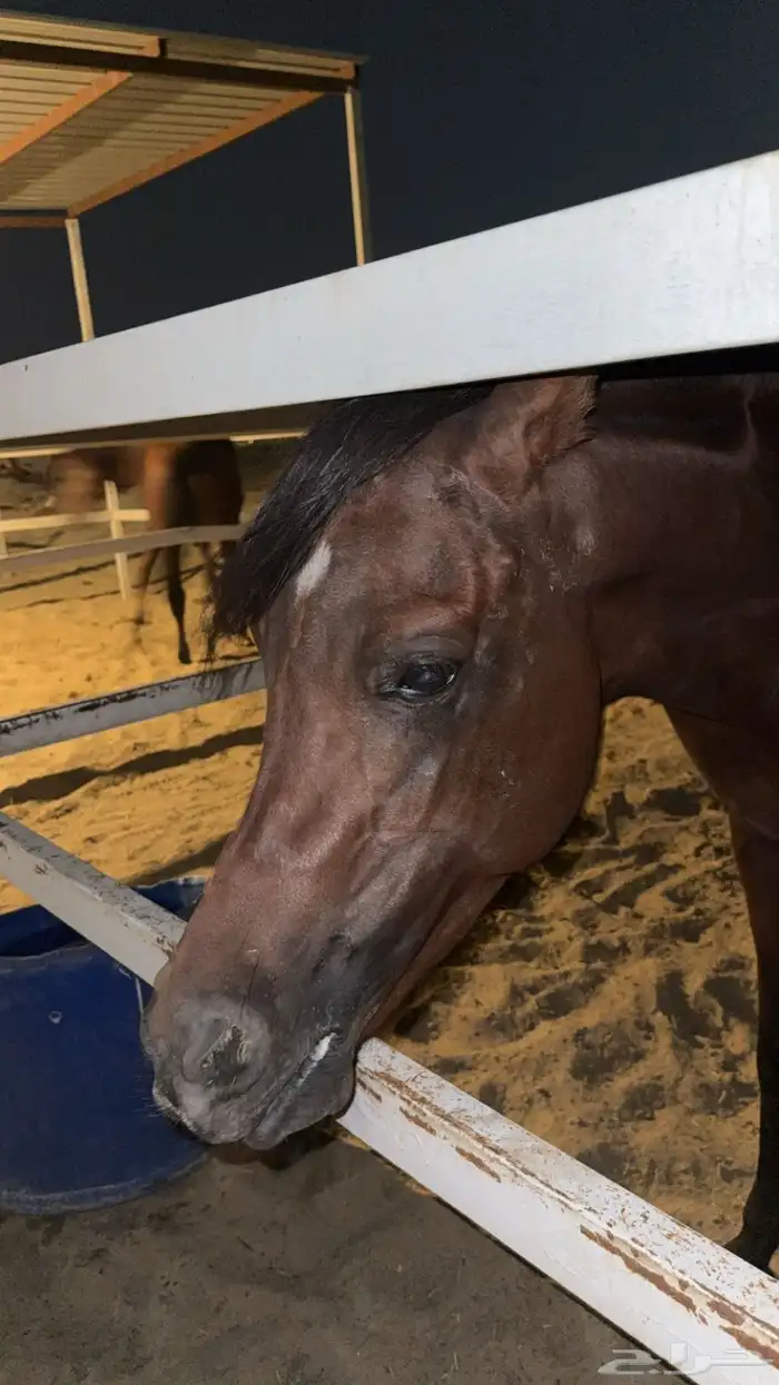 حصان شعبي خيل 2