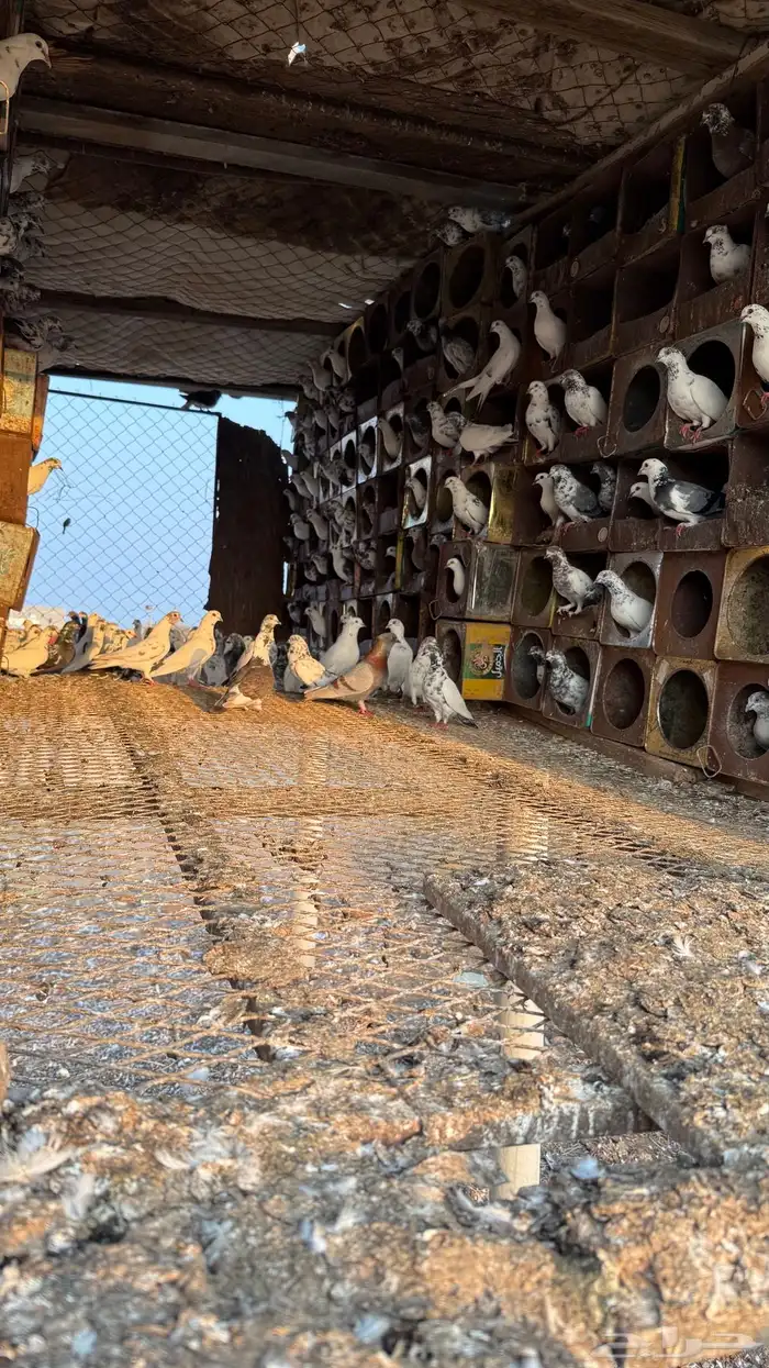 حمام بلدي للبيع 2