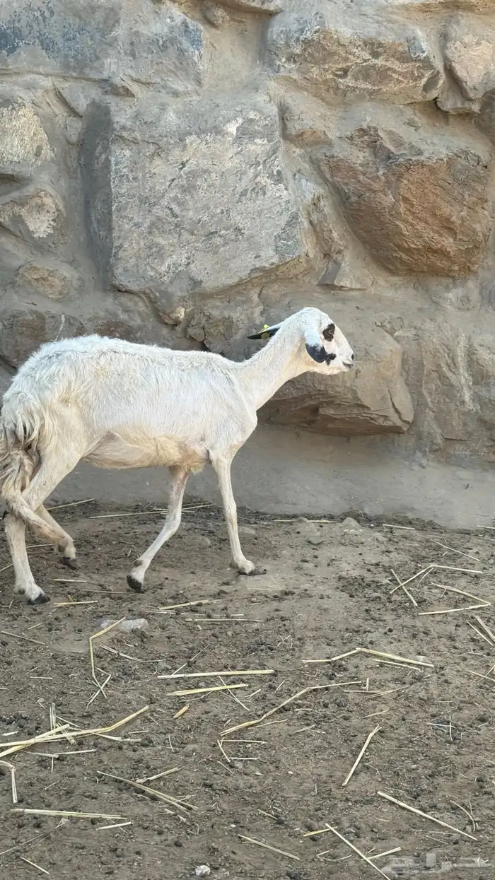 غنم كبار سن 1