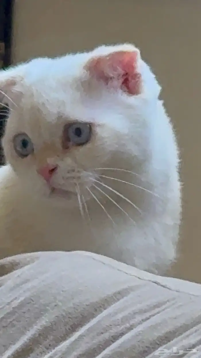 سكوتش فولد ابيض 3