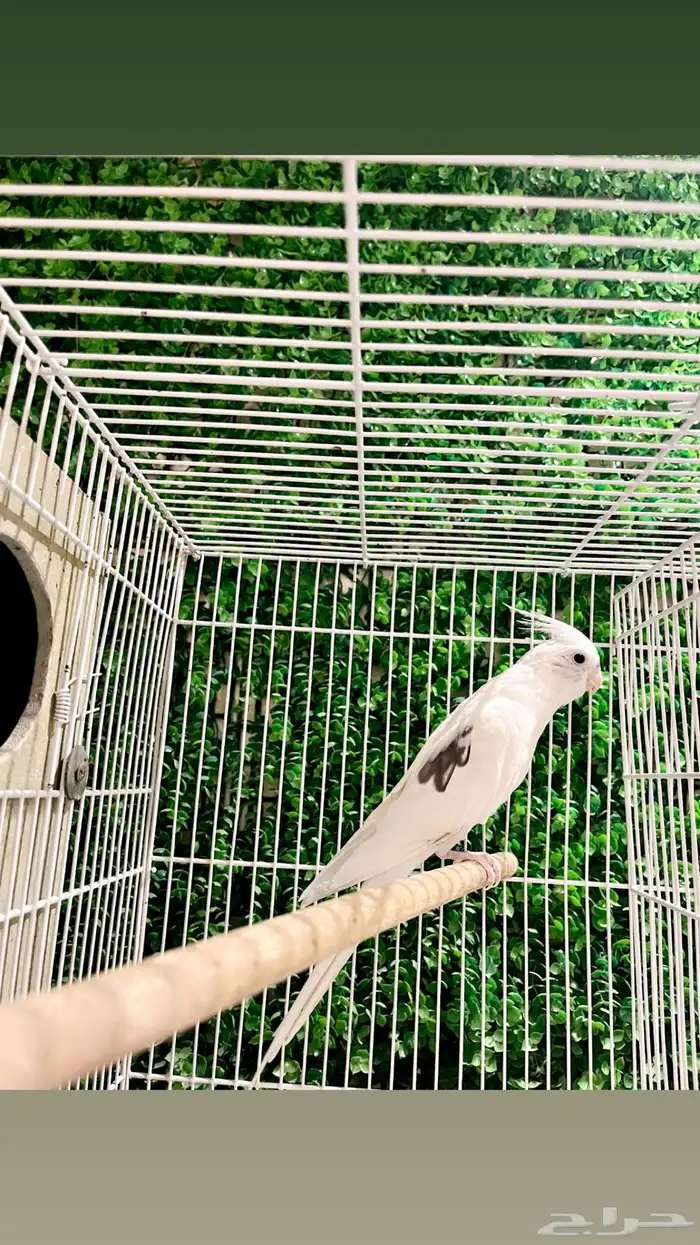 جوز كروان بصمة - بايد بيرل تم البيع خارج الموقع 0