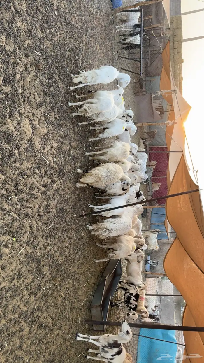 غنم حصيب ودفيع 1