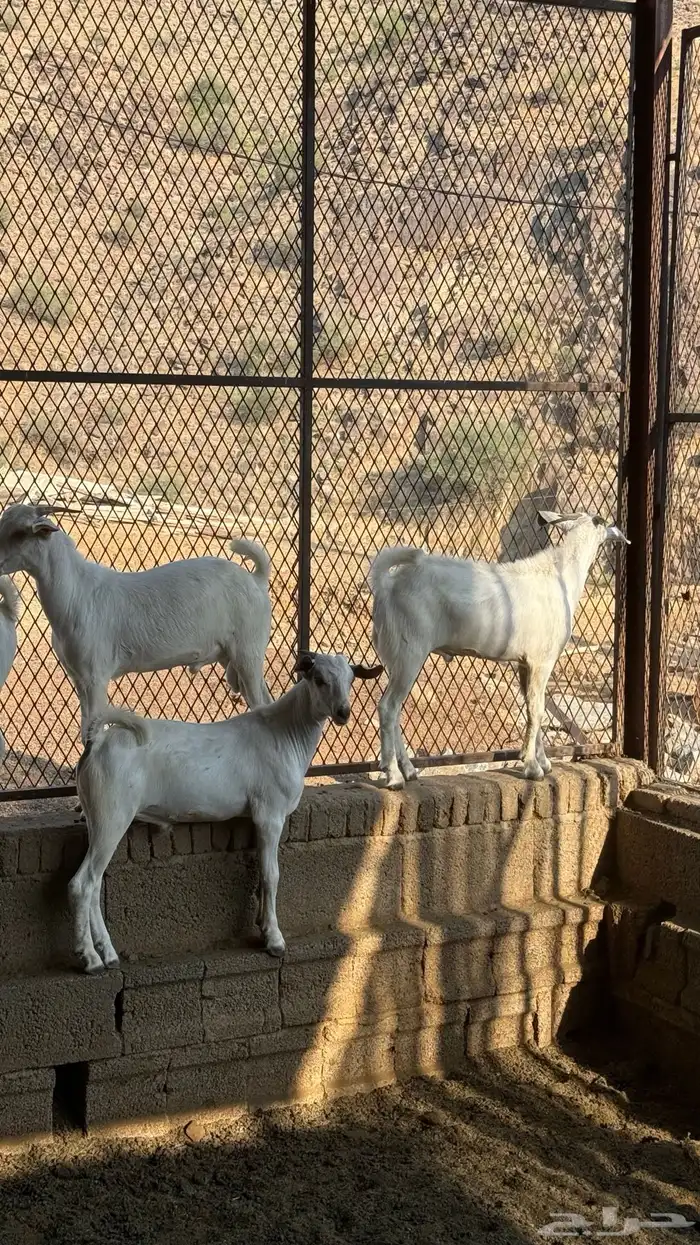 تيوس بلدي ع الحليب 4
