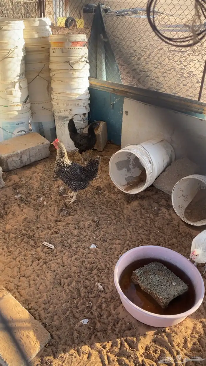 دجاج 3