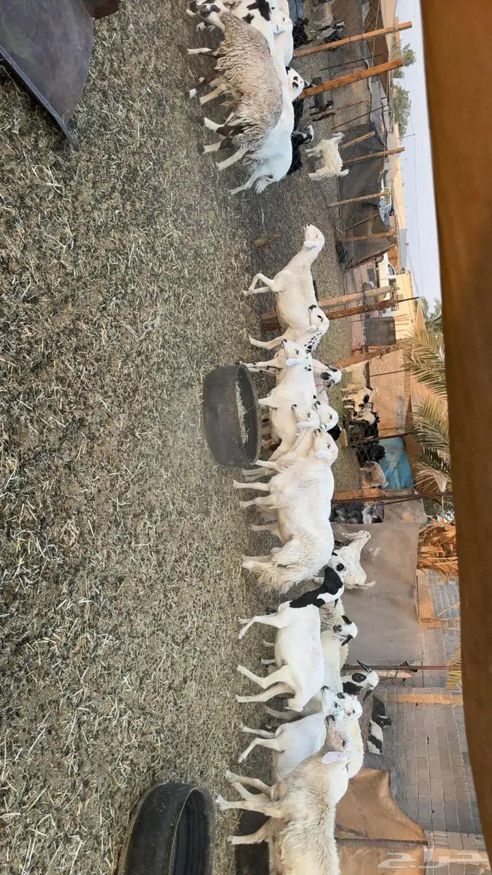 غنم حصيب ودفيع 5