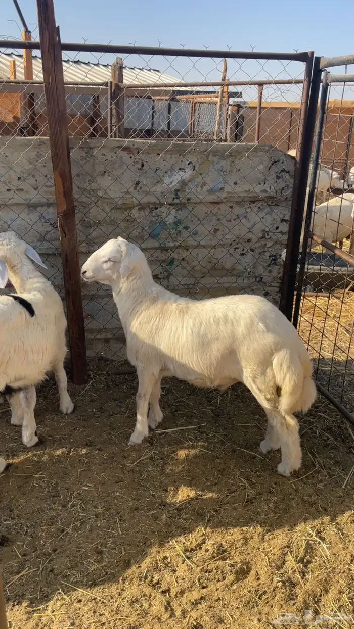 ذبايح حريه فاخره مع خدمة الذبح والتوصيل 0