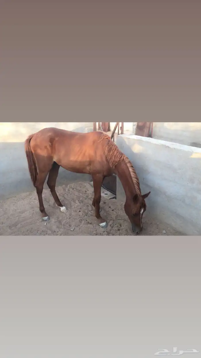 مهر عربي 0