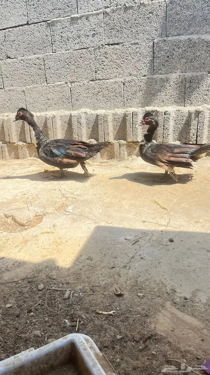 للبيع دجاج و بط 2