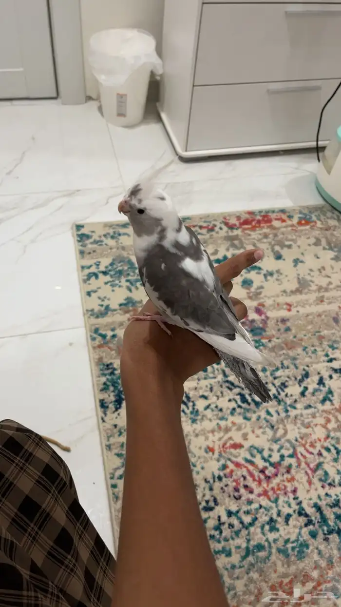 للبيع كروان تربيه 0