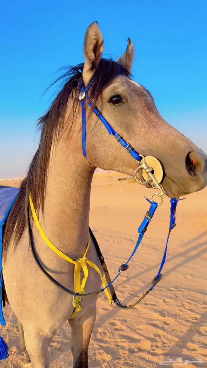 مهره شعبيه كفو 3