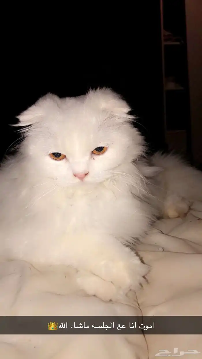 سكوتش هملايا للبيع 1