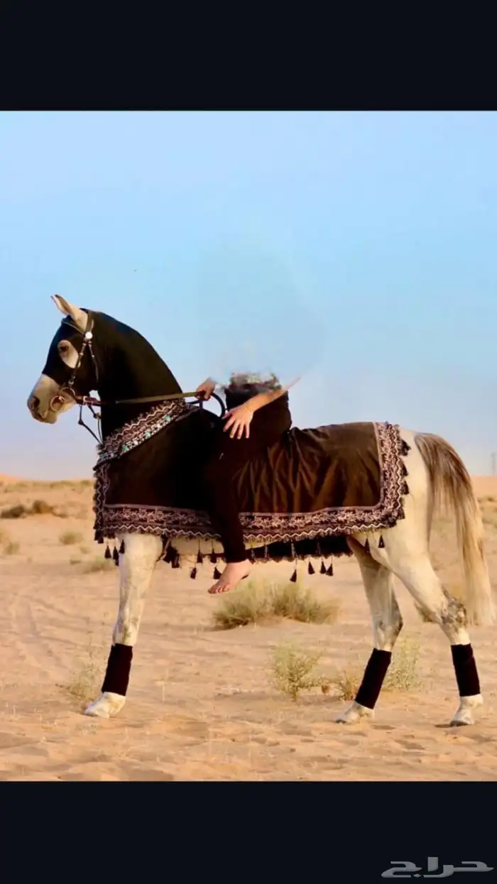 حصان مصري بيور منتج رفعه حدود 161 سليم شرط 3