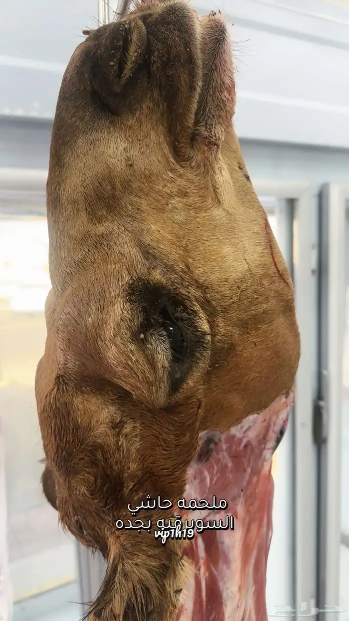 حشو ف اخر وحريات وتيوس ذبح يومي 3