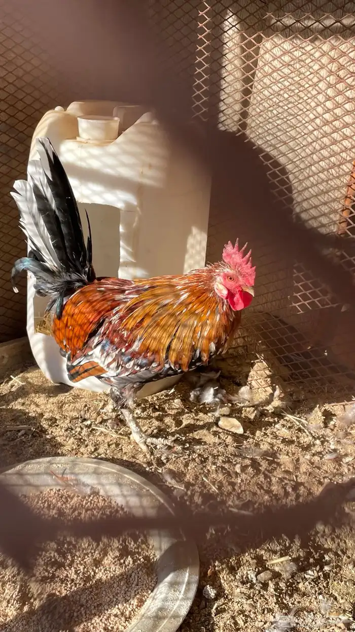 دجاج عربي ماكنتوش 6